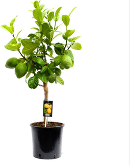Goed & Groen - Citrus Bergamot - ↨ 85cm - Potmaat 22 - Kwaliteit Planten - Kamer Plant - Kamerplanten - Sfeer