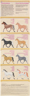 Kosmos I Dig It! Horse Friends - Mini Excavation - Display (24 minis)
