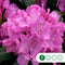 Rhododendron Roseum elegans | Rhododendron 'Roseum elegans' | Bomenbezorgd.nl