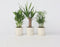 Plant in a Box - Mini Palmen Mix - Set van 3 stuks - Kamerplanten - Pot 12cm - Hoogte 30-40cm