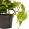 Duo Philodendron Scandens ↨ 15cm - 2 stuks - hoge kwaliteit planten