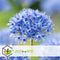 Plant in a Box - Allium Caeruleum - x40 - Blauwe Kogellook - Bloembollen voor Tuin, Terras of Balkon