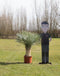 Gewone palmlelie Yucca rostrata h 90cm st. h 25cm