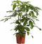 Goed & Groen - Schefflera Amate - Vingersboom - ↨ 100cm - Potmaat 30 - Exclusieve Kwaliteit Planten - Kamer Plant - Kamerplanten - Sfeer - Interieur