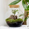 Growing Concepts DIY Duurzaam Ecosysteem Bol - H30xØ18cm