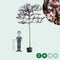Sierpruim als leiboom Prunus cerasifera Nigra h 320 cm st. omtrek 8...