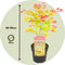 Plant in a Box - Acer palmatum 'Moonrise' - Japanse esdoorn Winterhard - Pot 19cm - Hoogte 40-50cm