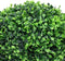 vidaXL - Kunstplanten - met - pot - 2 - st - buxus - bolvorming - 37 - cm - groen