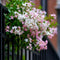 Plant in a Box - Trachelospermum jasminoides 'Pink Showers' - Set van 2 - Jasmijn XL - Winterharde klimplant - Pot 17cm - Hoogte 110-120cm