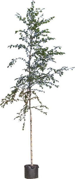 Zwarte Berk | Betula nigra 10-14 cm | Bomenbezorgd.nl