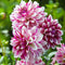 Plant in a Box - Dahlia Bristol Stripe - Set van 3 - Dahliaknollen Dinner-plate - Prachtige zomerbloeier - Bloembollen