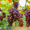 Plant in a Box - Mix van 6 Druivenplanten - Vitis Vinifera - Druif - Pot 9cm - Hoogte 25-40cm