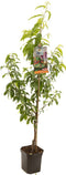Prunus persica Peregrine | perzik | laagstam