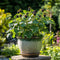 Plant in a Box - Rubus fruticosus 'Thornfree' - Set van 2 - Braam - Doornloze zwarte braam - Fruitplanten - Struik - ⌀15cm - Hoogte 50-60cm