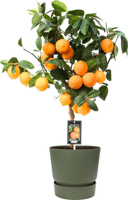 Citrus Red Lime op stam in ELHO outdoor sierpot Greenville Rond (groen) ↨ 80cm - hoge kwaliteit planten