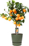 Citrus Red Lime op stam in ELHO outdoor sierpot Greenville Rond (groen) ↨ 80cm - hoge kwaliteit planten
