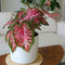 Plant in a Box - Caladium Carolyn Whorton - Set van 2 - Tropische kamerplant - Pot 13cm - Hoogte 25-40cm