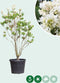 Sering 'Mme lemoine' | Syringa vulgaris 'Mme lemoine' | Bomenbezorgd.nl