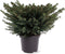 Picea abies 'Nidiformis' - Spar - Planthoogte: 40-50 cm - Pot Ø 23 cm (5 liter)