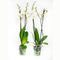 Phalaenopsis Springtime ↨ 60cm - 2 stuks - hoge kwaliteit planten