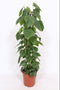 Gatenplant - Philodendron Scandens Brasil hoogte 120cm potmaat 24cm