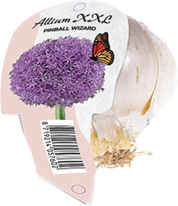 Allium XXL Pinball Wizard (Organza met etiket)