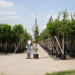 Zuil haagbeuk laagstam - Carpinus betulus ‘Fastigiata’ 300 - 400 cm totaalhoogte (10 - 14 cm stamomtrek)