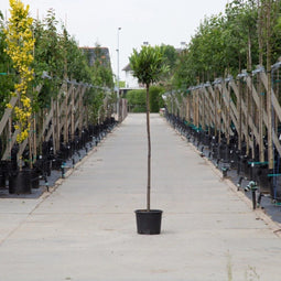 Bol laurier Otto Luyken 180 cm stamhoogte | Prunus l. 'Otto Luyken' 6-10 cm 180 cm| Bomenbezorgd.nl