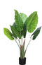 PTMD Tree groene syngonium podophyllum in plastic pot