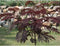 Rode Perzische slaapboom | Albizia julibrissin 'Summer Chocolate' 6-8 cm | Bomenbezorgd.nl