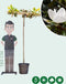 Magnolia grandiflora vierkant dak 200-220 cm stamhoogte | Magnolia grandiflora ‘Galissonière’ 8-12 cm 200-220 cm| Bomenbezorgd.nl