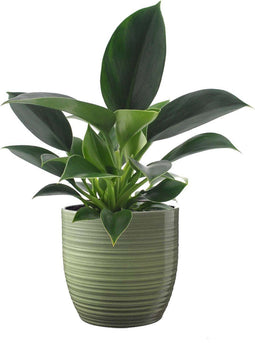 Philodendron 'Green Princess' in Bergamo keramiek (groen) ↨ 25cm - hoge kwaliteit planten