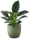 Philodendron 'Green Princess' in Bergamo keramiek (groen) ↨ 25cm - hoge kwaliteit planten