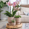 Gele Phalaenopsis orchidee - Mexico + Diabolo pot sand - potmaat Ø9cm -