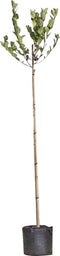 Appelbes hoogstam Aronia prunifolia Viking h 225 cm st. omtrek 6 cm...