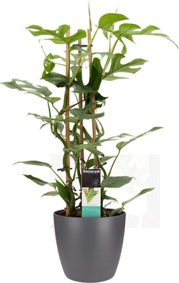 Decorum Philodendron Minima in ELHO sierpot Brussels (antraciet) - Kwekerij Montis Moerkapelle B.V - Groene plant- Hoogte 70 cm