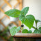 OwnGrown - Fruitzadenset - 8 verschillende soorten fruitplanten - Voor tuin en balkon - Eco-vriendelijke verpakking