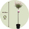 Plant in a Box - Salix integra Flamingo - Set van 2 - Tuinplant - Bonte wilg - Winterhard - Pot 21cm - Hoogte 110-120cm