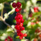 Plant in a Box - Ribes rubrum 'Jonkheer van Tets' - Aalbes - Set van 2 - Fruitstruik - Rode bessen - ⌀15cm - Hoogte 50-60cm