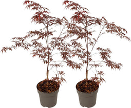 Plant in a Box - Japanse esdoorn 'Black Lace' - Set van 2 - Japanse esdoorn winterhard Limited Edition - Pot 19cm - Hoogte 60-70cm