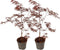 Plant in a Box - Japanse esdoorn 'Black Lace' - Set van 2 - Japanse esdoorn winterhard Limited Edition - Pot 19cm - Hoogte 60-70cm