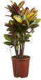 Goed & Groen - Croton Petra - ↨ 110cm - Potmaat 27 - Exclusieve Kwaliteit Planten - Kamer Plant - Kamerplanten - Sfeer - Interieur