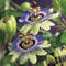 3 stuks - Van der starre - Klimplant Passiflora caerulea 75 cm