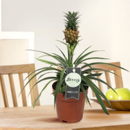 Kamerplant - Ananas Corona single