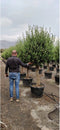 Olijfboom Olea europaea 225 cm