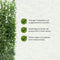Hedera Hibernica - Klimop - Kant-en-Klaar Haag | 120cm - ↨180 cm