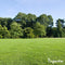 Organifer - Gazon Topdressing - Mix met Mycorrhiza en Rhizobacteriën (12x = 600 Liter - voor 600 m2)