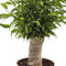 Ficus Natasja(Ficus benjamina)