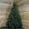 Everlands Imperial Pine Kunstkerstboom - 240 cm - Zonder verlichting
