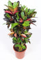 Croton 'Mrs Iceton' (Codiaeum variegatum)